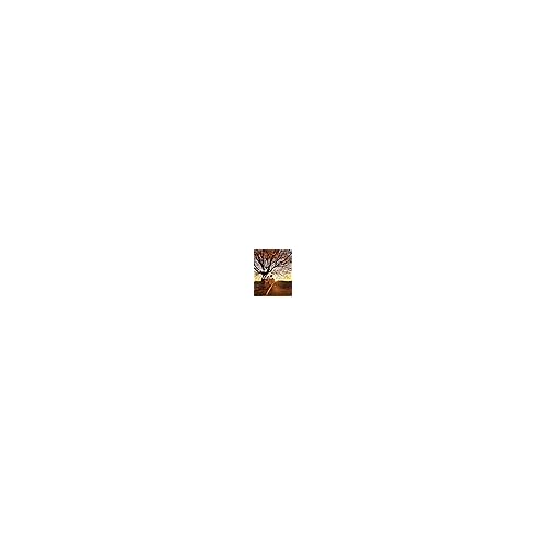English Laundry Primrose Eau De Parfum Spray, 3.4 fl. oz. for Women