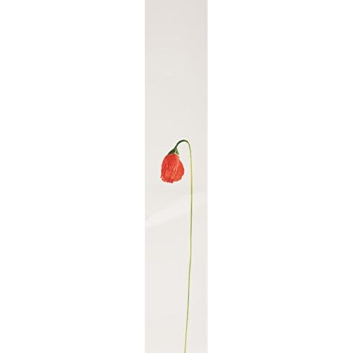 Kenzo Flower By Kenzo For Women. Eau De Parfum Spray 3.3 Ounces