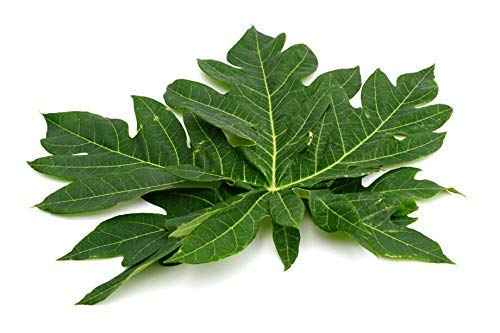 bixa BOTANICAL Papaya Leaf Powder | Carica Papaya | 1 Pound / 16 OZ | Ayurvedic Herbal Supplement | Gluten Free, Non-GMO, Steam Treated, Vegan, 100% Pure.