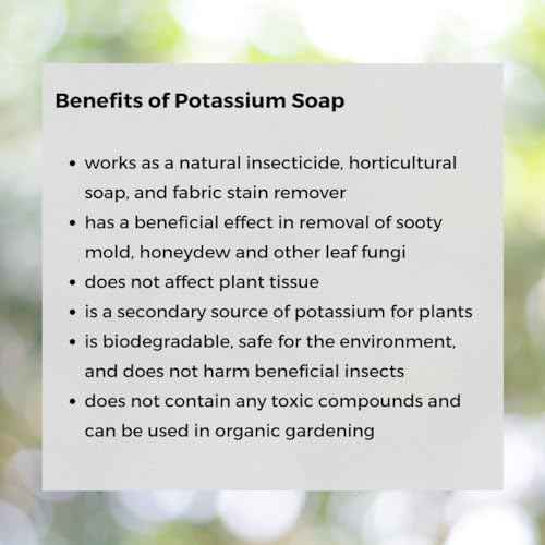 Ecoworm Organic Potassium Soap Concentrate ? Plant-Based Horticultural Formula | Natural Potassium Soap for Plants & Garden Care | Concentrated Organic Soap for Dilution (34 fl oz)