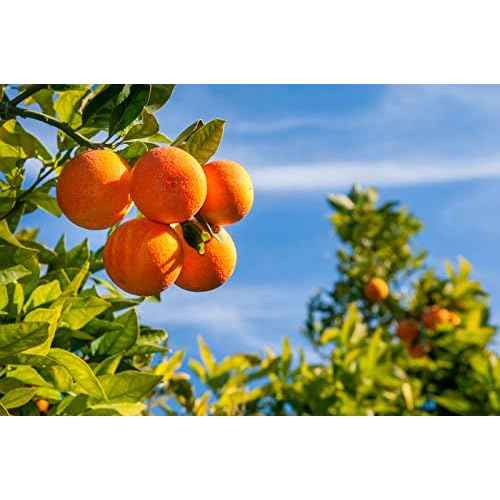 Baronessa Cali Tarocco Skin Care Set: Sicilian Blood Oranges Nourishing Moisturizer Body Lotion + Cleansing Body Wash - 16 Ounce