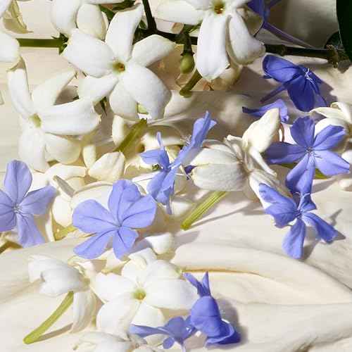Dolce&Gabbana Dolce Blue Jasmine, Eau De Parfum Spray, For Women