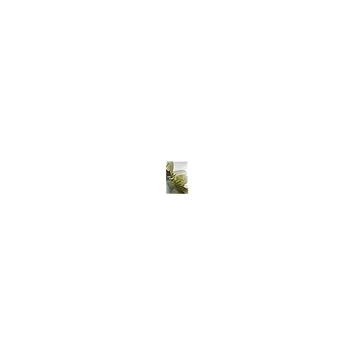 philosophy pure grace eau de parfum - crisp & clean women's perfume - with notes of water lily, leafy greens & musk - long lasting fragrance - 2 fl oz