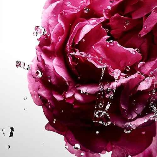 Davidoff Cool Water Sea Rose