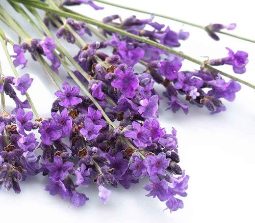 Eau vitale lavanda