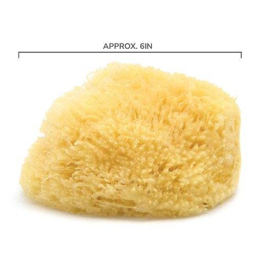 Neptune Caribbean Sea Sponge, Hand Cut, Large, Approx. 6-7 inches (Pack of 2)