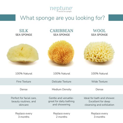 Neptune Caribbean Sea Sponge, Hand Cut, Large, Approx. 6-7 inches (Pack of 2)