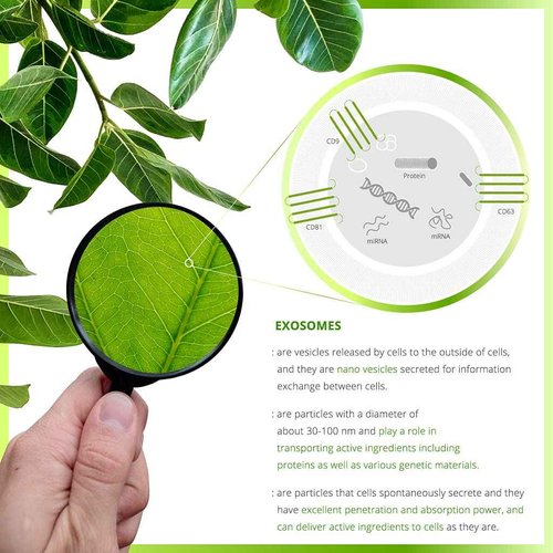 EXODROP Vegan Exosome Foaming Cleanser, Ginseng tree Exosome, Hydrating, Quick-absorbing, Vegan, All skin types, 5.07 Fl Oz