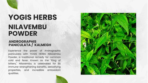 YOGIS HERBS Nilavembu Powder - Andrographis paniculata - 1 lb – Fresh & Pure