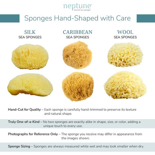 Neptune Caribbean Sea Sponge, Hand Cut, Large, Approx. 6-7 inches (Pack of 2)