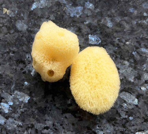 Real Natural Sea Sponges Multipack - 5pc Spa Gift Set in Premium Bag, Kind on Skin, for Bath Shower Facial Cleansing, Pamper Moms Brides Girlfriends & Teens (5 Pack Standard Packaging)