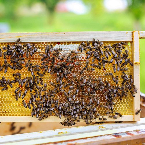 Beehive Waxed Coated Foundation Sheet,5-5/8-Inch Medium Beeswax Foundation Sheets,20 Pcs Plastic Bee Hive Foundation Sheet,Beehive Foundation Sheet Fit Medium Frame Beekeeping Supply