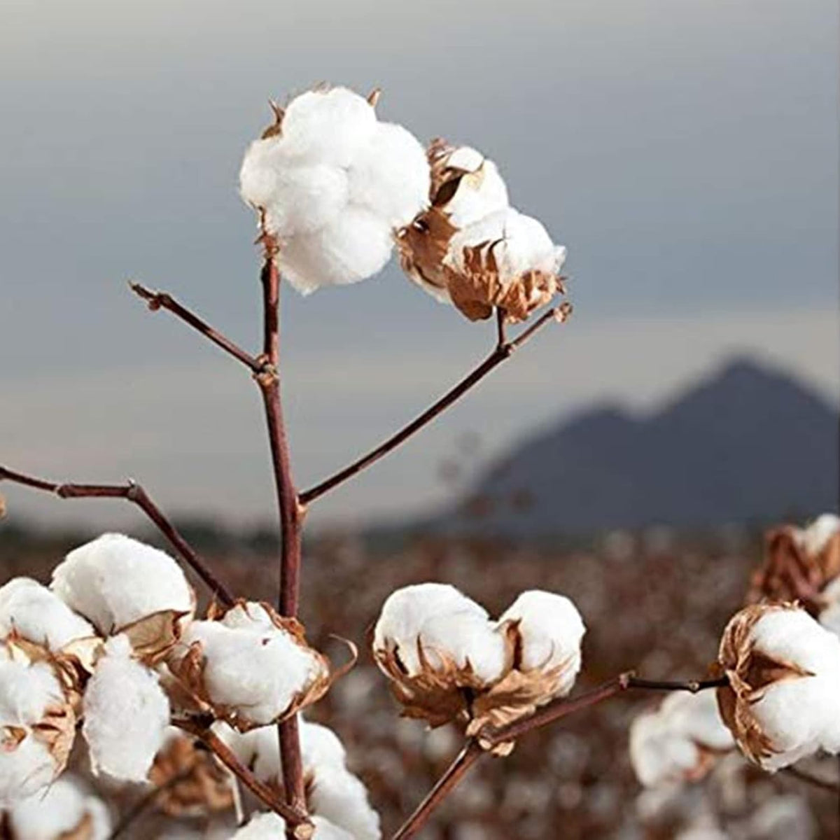 Organic Cotton Rounds - Eco-Friendly Biodegradable 70 Pack for Sensitive Skin