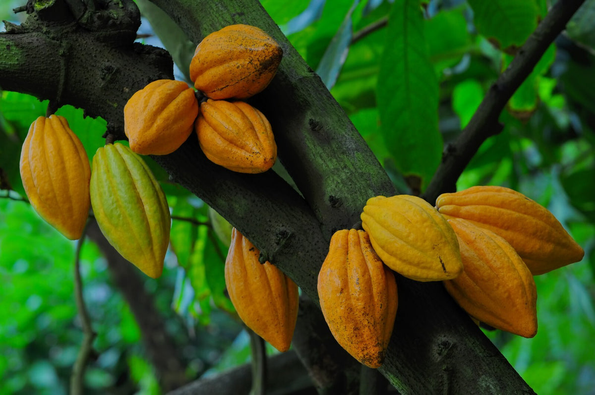 Raw Cocoa Butter 8 oz. 100% Pure Organic Unrefined Cacao Bean for