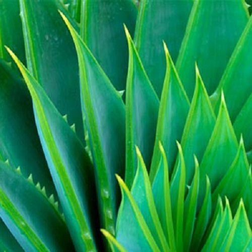 Pure Aloe Vera Gel - 100% Organic Moisturizer