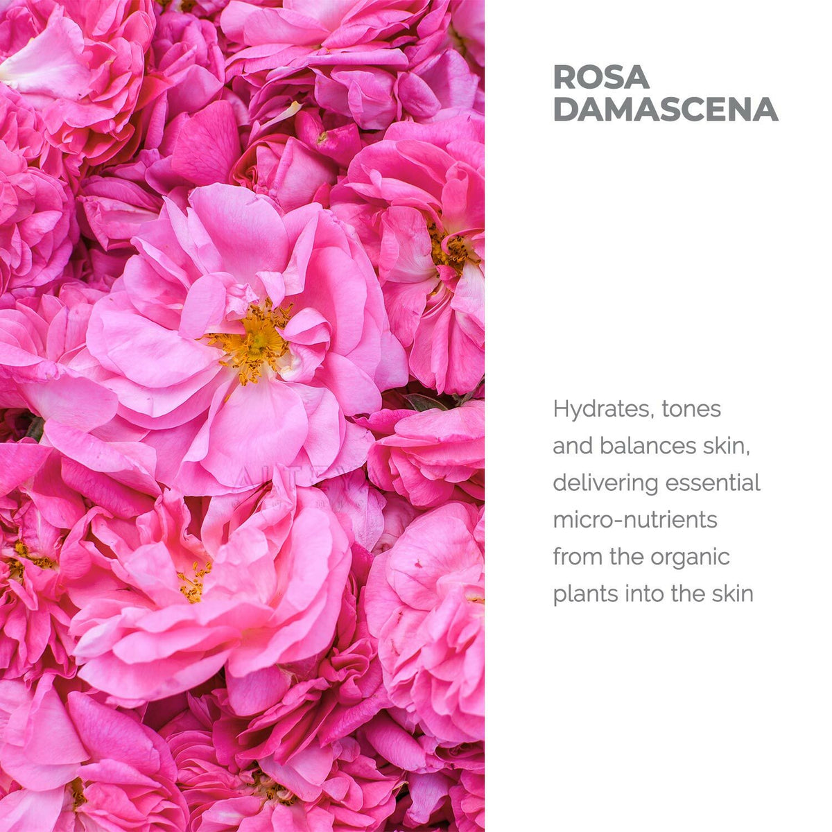 Organic Rose Water - Pure Bulgarian Floral Hydrosol for Skin Care & Sensitive Skin