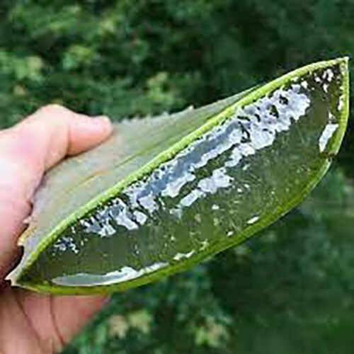 Thick Aloe Vera Gel 100% Organic Moisturizer for Face & Skin - 8oz