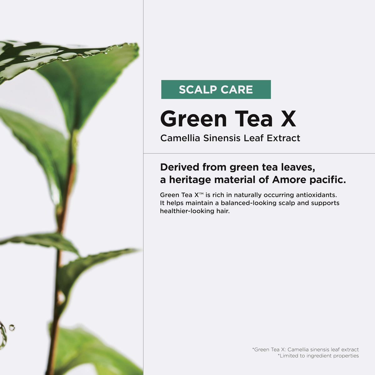 Anti-Aging Green Tea Shampoo for Fine Thinning Hair - Volumizing & Scalp Care