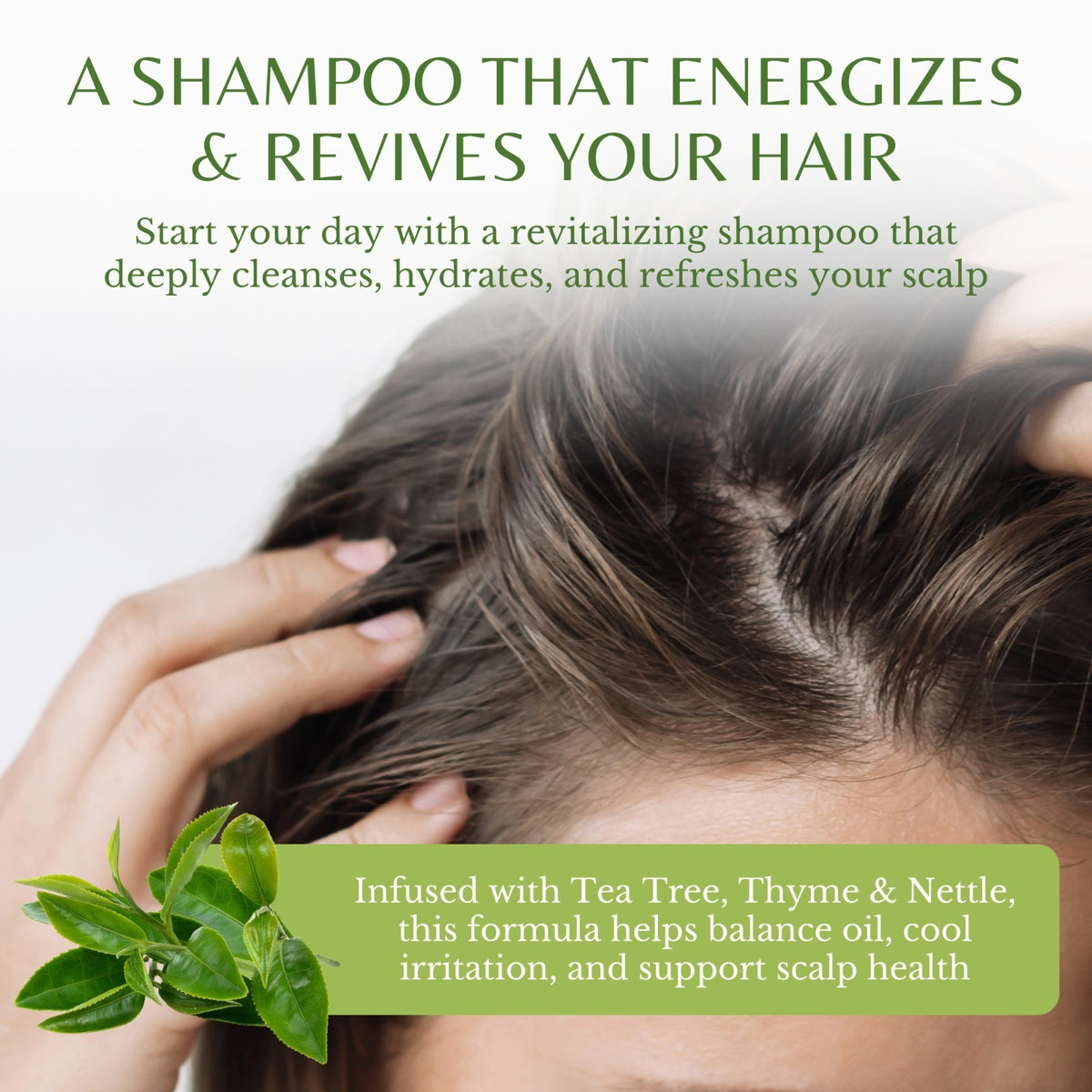 Tea Tree Clarifying Shampoo for Scalp Buildup & Dandruff - 3 Pack