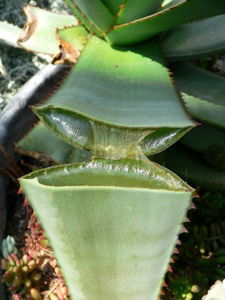 Pure Aloe Vera Gel - 100% Organic Moisturizer