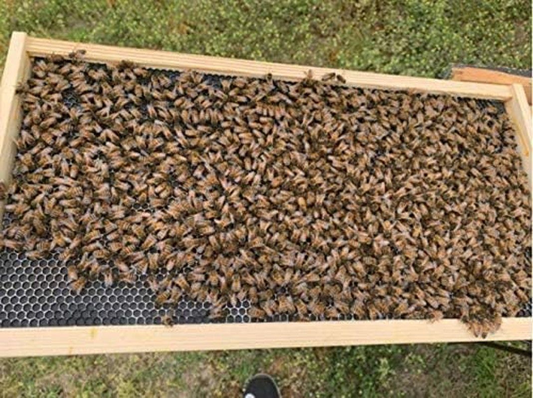 Beekeeping Waxed Coated Foundation Sheets - Deep Cell Size 16.7x8.4 Inch, Pack of 10