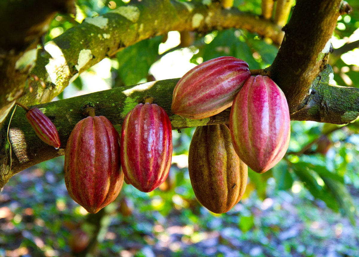 Raw Cocoa Butter 8 oz. 100% Pure Organic Unrefined Cacao Bean for